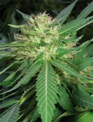 New York City Feminizada De Pyramid Seeds THGrow Growshop Online