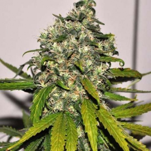 Ak Auto Feminizada De Nirvana Thgrow Growshop Online