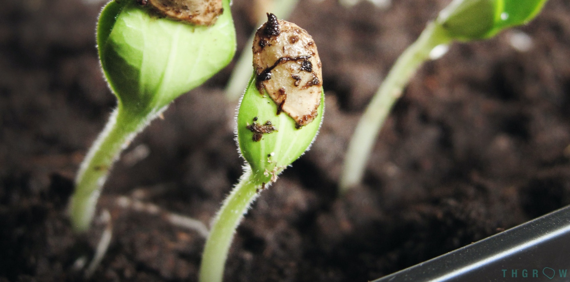 Guia para escoger tus semillas - THGrow (Growshop Online)