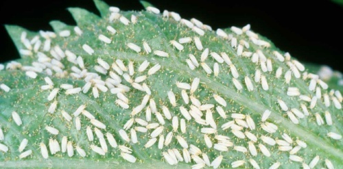 Whitefly: pest management