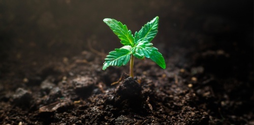 How to germinate marijuana seeds correctly