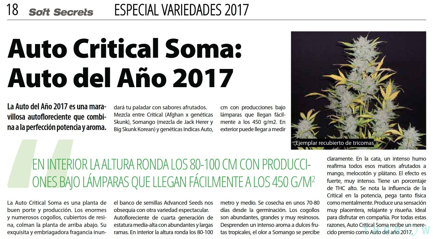 Auto Critical Soma d´Advanced Seeds: choisie auto de l´année 2017 par Soft Secrets