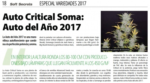 Auto Critical Soma d´Advanced Seeds: choisie auto de l´année 2017 par Soft Secrets