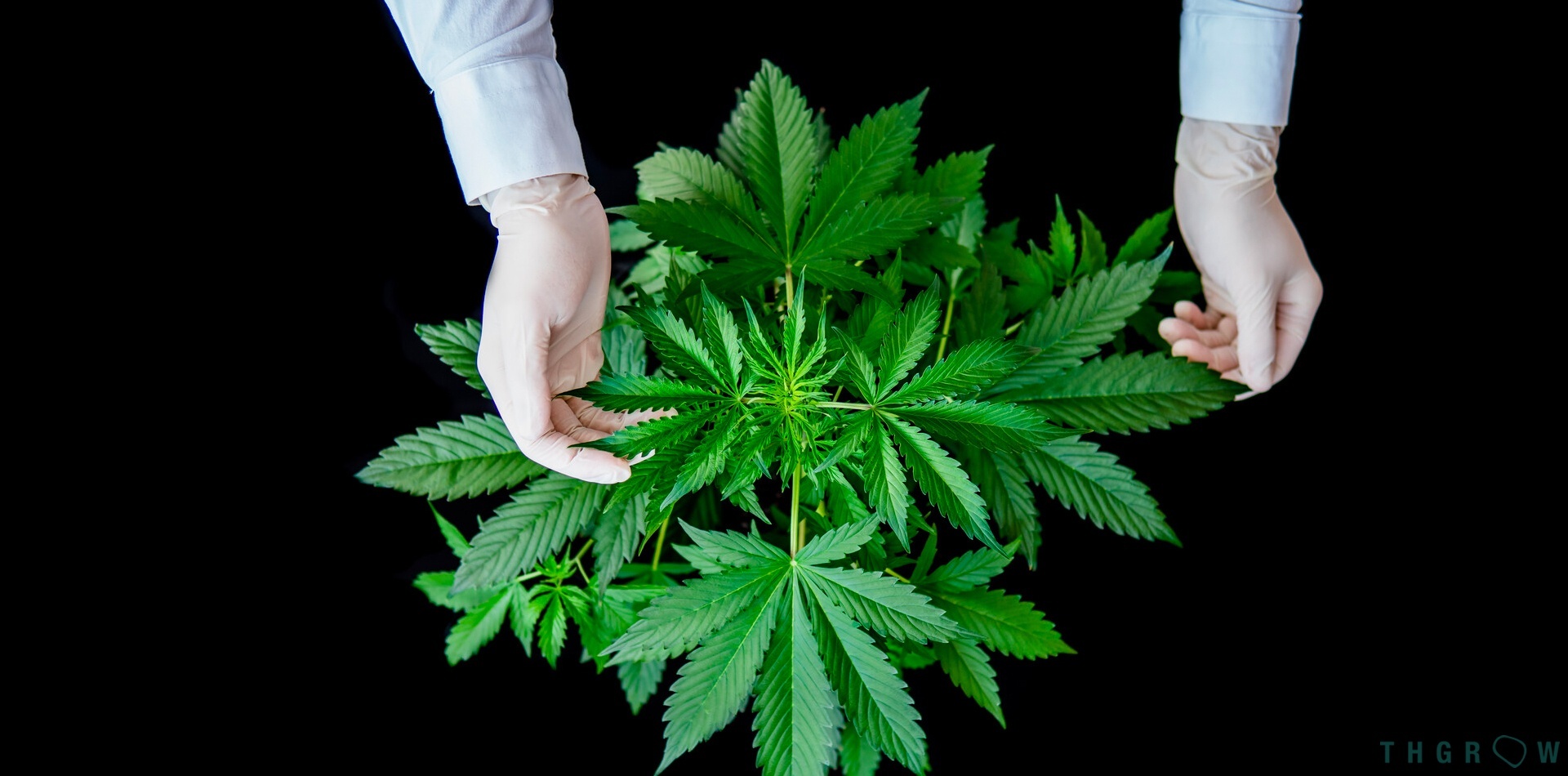 Cultivo de cannabis: Crecimiento vegetativo