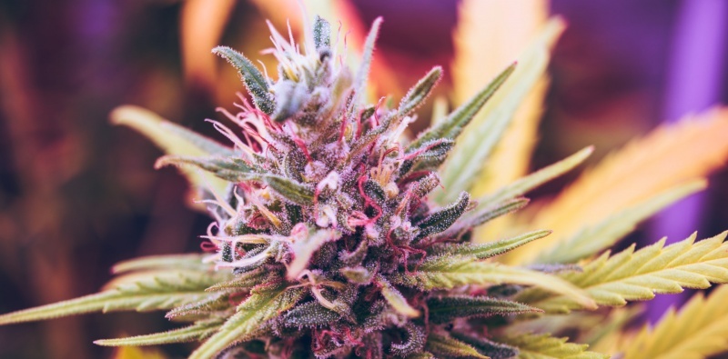 Cultivo del cannabis: La floración