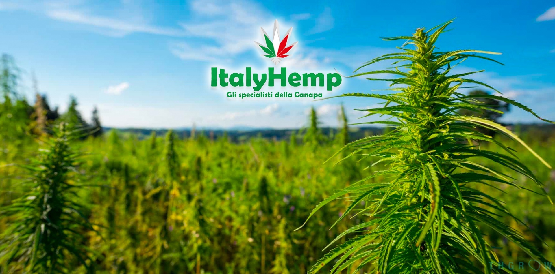 Entrevista a ItalyHemp, cultivadores de cogollos legales en Europa