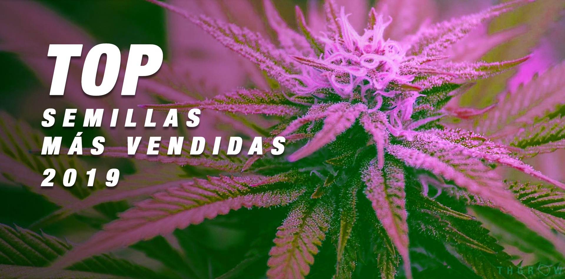Top 2019: las semillas de marihuana más vendidas - THGrow (Growshop Online)