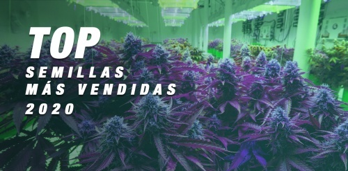 TOP 2020: las semillas de cannabis más vendidas