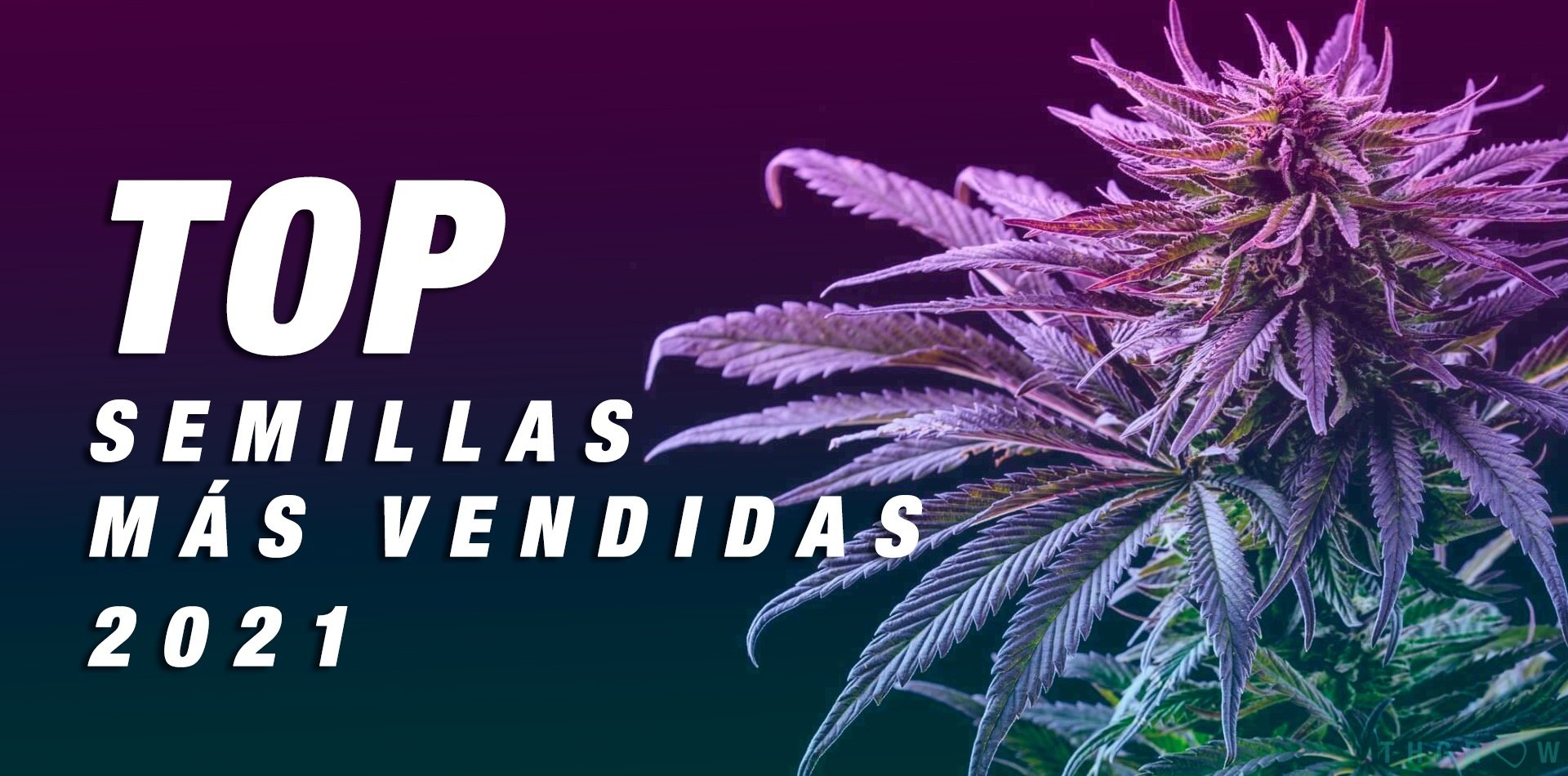 TOP 2021: las semillas de cannabis más vendidas