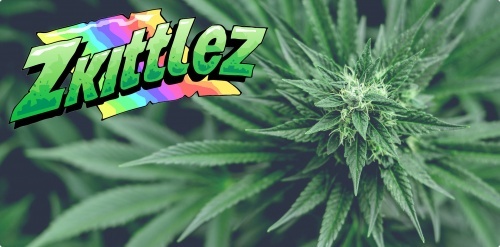 Zkittlez: history and facts about the strain