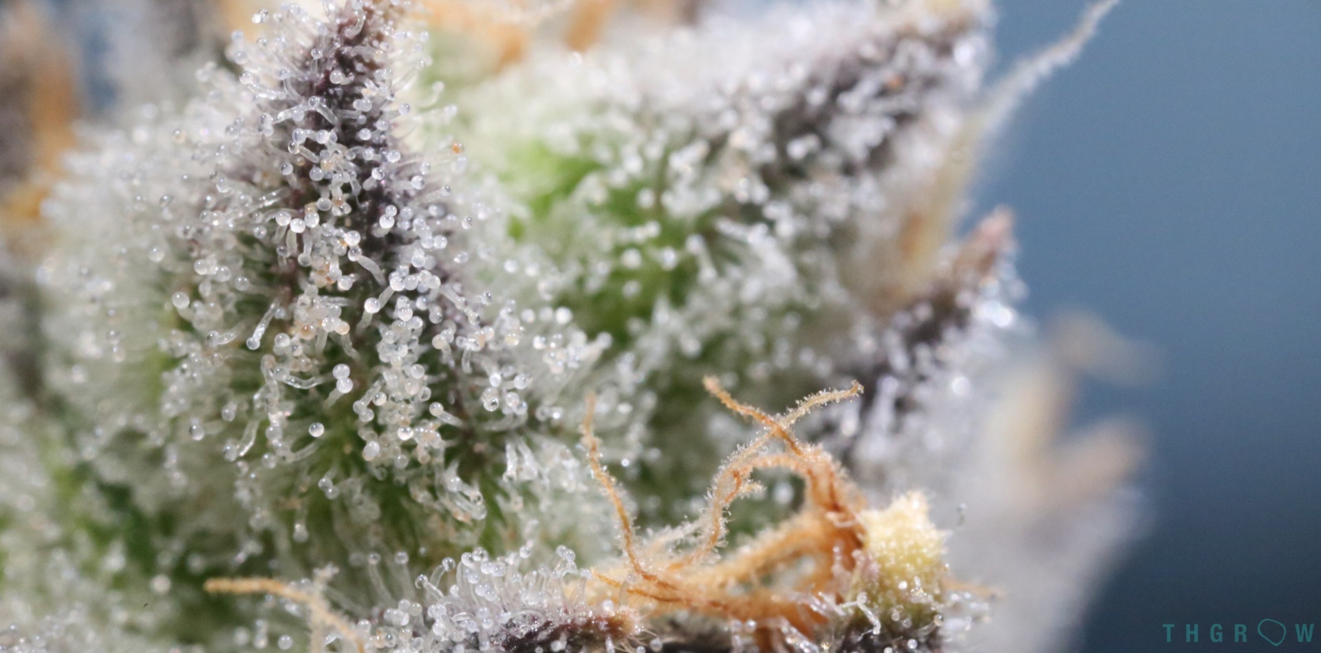 Los distintos cannabinoides en la planta de cannabis