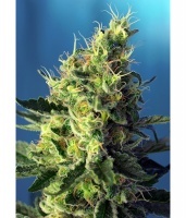 Sweet Pure CBD Feminizada RENOVACION