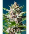 Purple Punch OG Feminizada RENOVACION