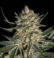 Face OFF OG Bilbo Feminized