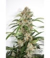 Auto Orange Bud Feminizada BLACK FRIDAY