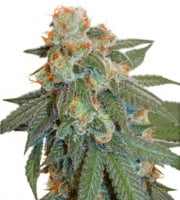 Auto Orange Bud Feminizada BLACK FRIDAY