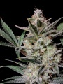 Strawberry Gorilla Auto Fem Especial Navidad