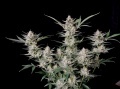 Strawberry Gorilla Auto Fem Especial Navidad