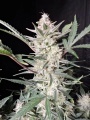 Strawberry Gorilla Auto Fem Especial Navidad