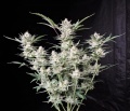 Strawberry Gorilla Auto Fem Especial Navidad