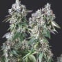 Mendocino Purple Kush Feminizada