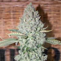 Sativa Des Rois Feminizada