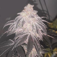 Cookies Sherbert Auto Feminizada