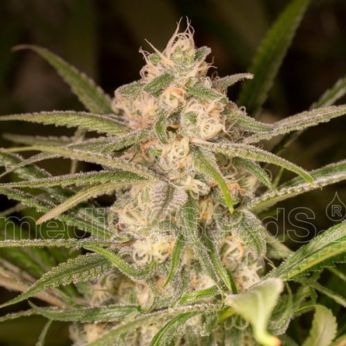 No Name Auto Feminizada