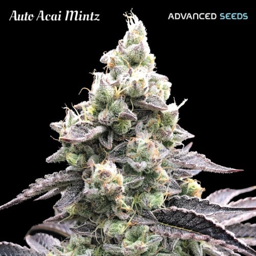 Auto Acai Mintz Feminizada