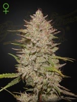 Chemical Candy Auto Feminizada