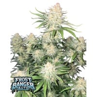 Frostbanger Auto Feminizada