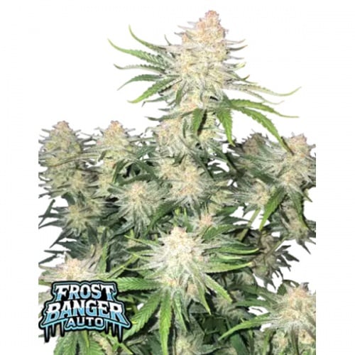 Frostbanger Auto Feminizada