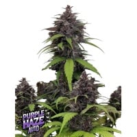 Purple Haze Auto Feminizada