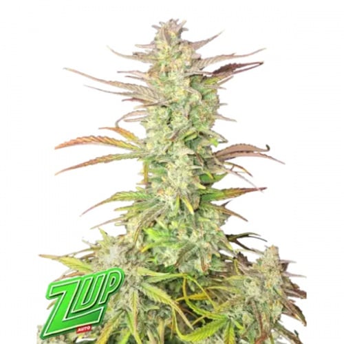 Z-UP Auto Feminizada