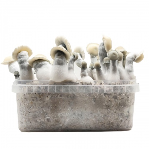 Grow Kit Albino Bluey Vuitton Hybrid