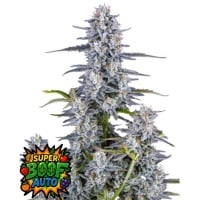 Super Boof Auto Feminizada