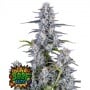 Super Boof Auto Feminizada