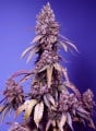 Black Muffin F1 Fast Version Feminizada
