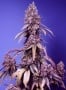 Black Muffin F1 Fast Version Feminizada