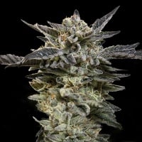 Auto Oreoz Feminizada