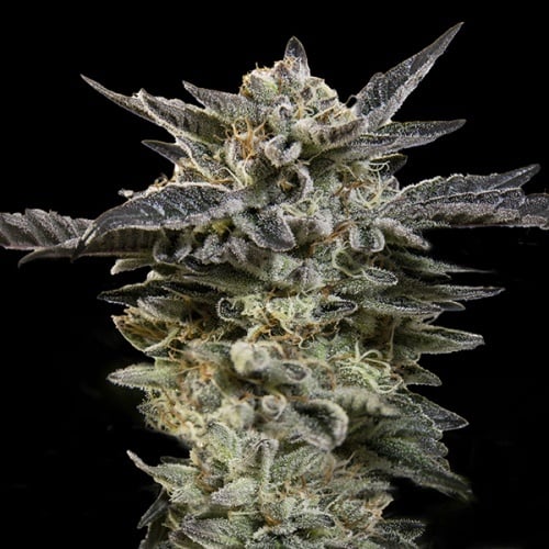 Auto Oreoz Feminizada