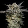 Auto Oreoz Feminizada