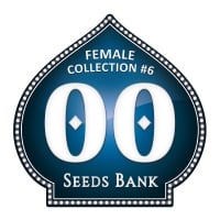 Female Collection no. 6 Feminizada