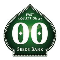 Fast Collection no.1 Feminizada