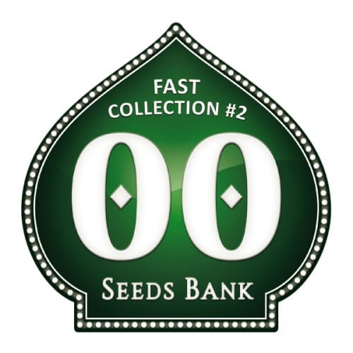 Fast Collection no.2 Feminizada