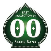 Fast Collection no.3 Feminizada