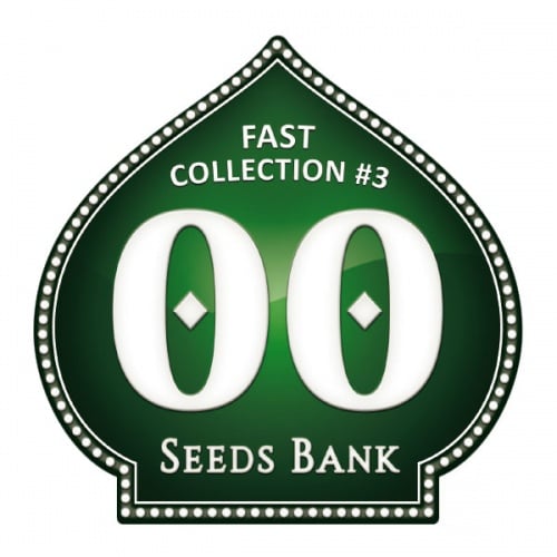 Fast Collection no.3 Feminizada