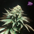 Spooky OG Feminizada