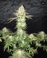 Spooky OG Feminizada