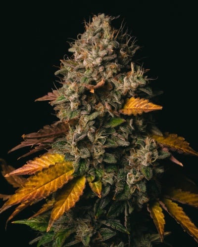 Spooky OG Feminizada